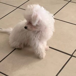 Meet your Posher, Ritchy